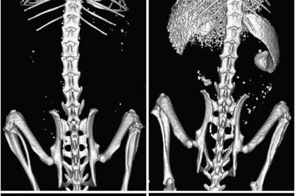 A preclinical micro-computed tomography database including 3D whole body organ segmentations